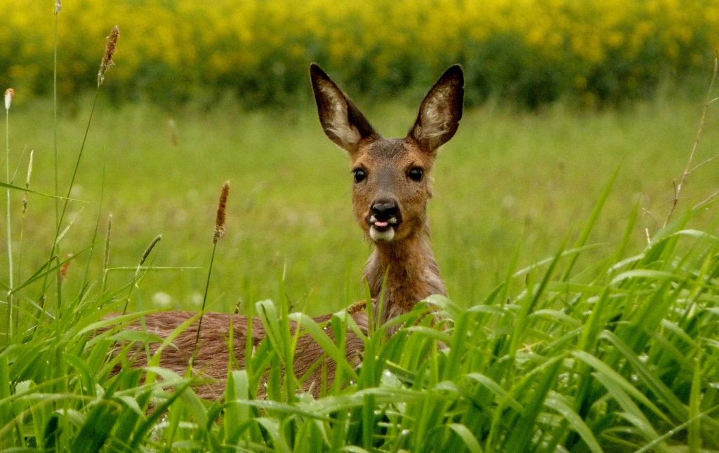 Unser Heimisches Wild | Jägerschaft Des Landkreises Uelzen E.V.