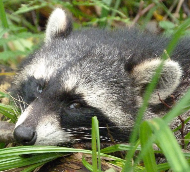 Unser Heimisches Wild | Jägerschaft Des Landkreises Uelzen E.V.