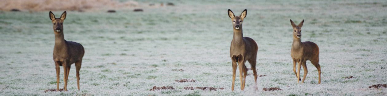 Jägerschaft des Landkreises Uelzen e.V.