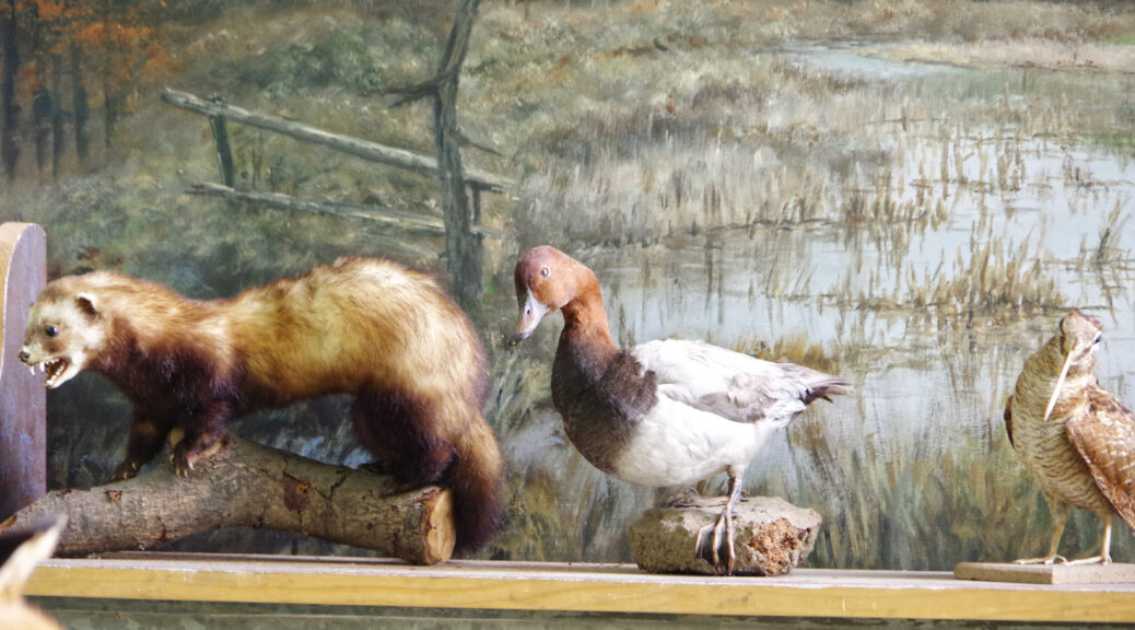 Iltis und Tafelente