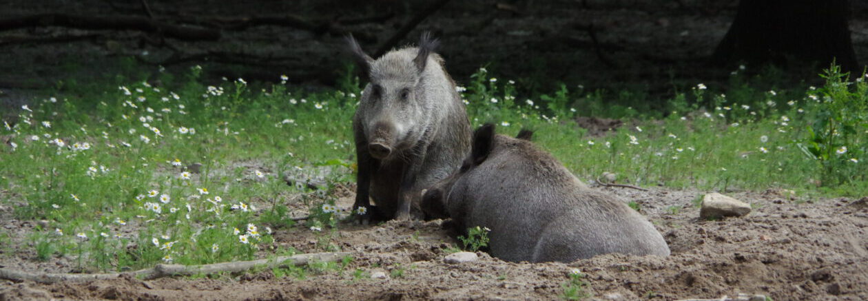 Jägerschaft des Landkreises Uelzen e.V.