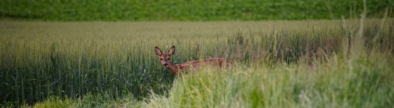 Jägerschaft des Landkreises Uelzen e.V.