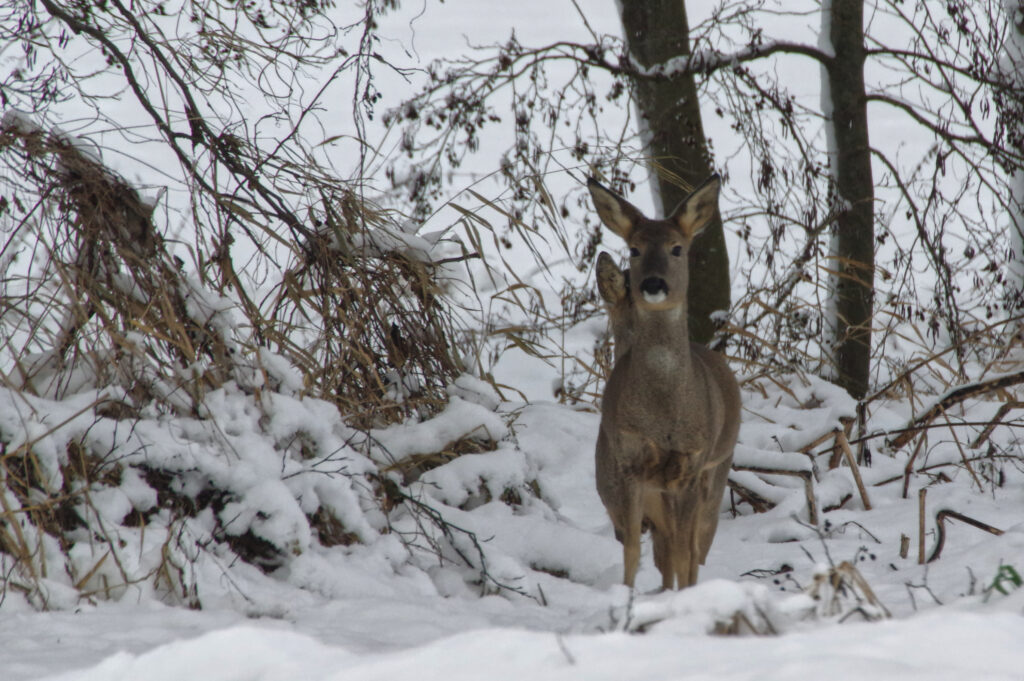 Rehwild im Schnee