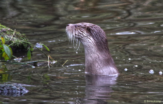 Fischotter Fischotter - Wolf im Karpfenteich